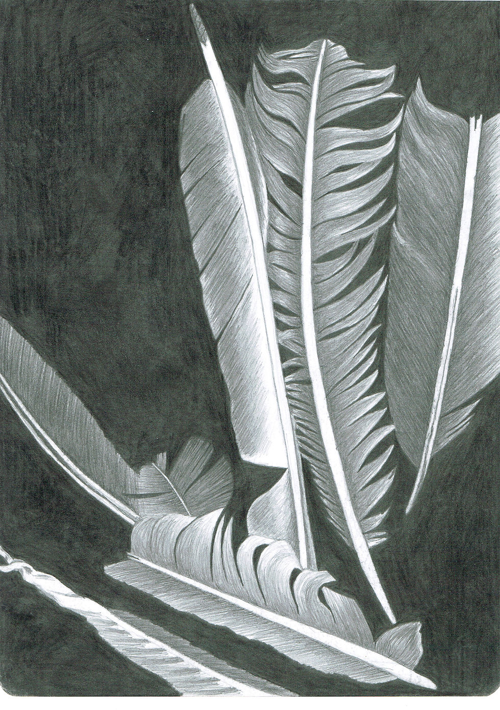 Plumas