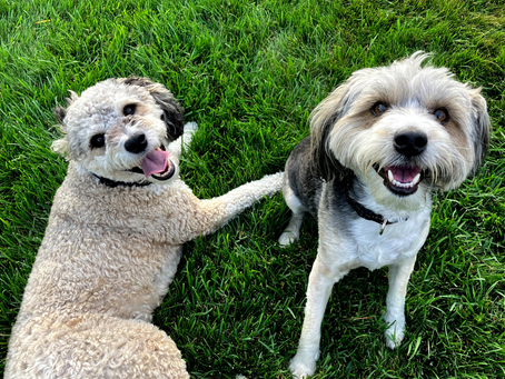 Spring Fling or Spring Sting? Top 5 Hazards for Your Dog This Season