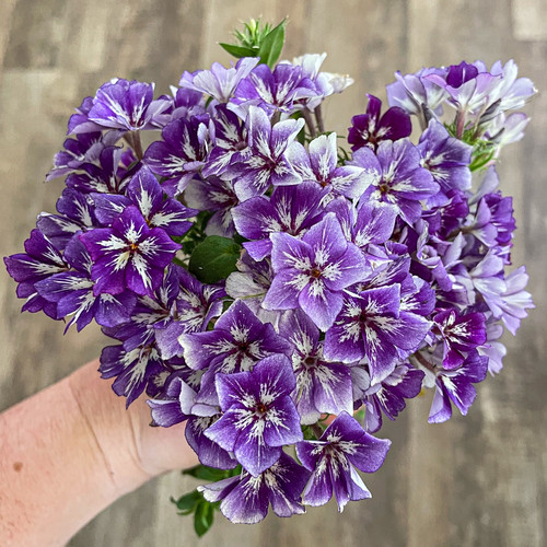 Phlox 'Sugar Stars' Seeds NZ Barrhill Blooms