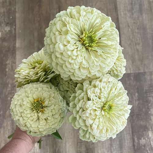 Zinnia 'Benary's Giant White' Seeds NZ Barrhill Blooms
