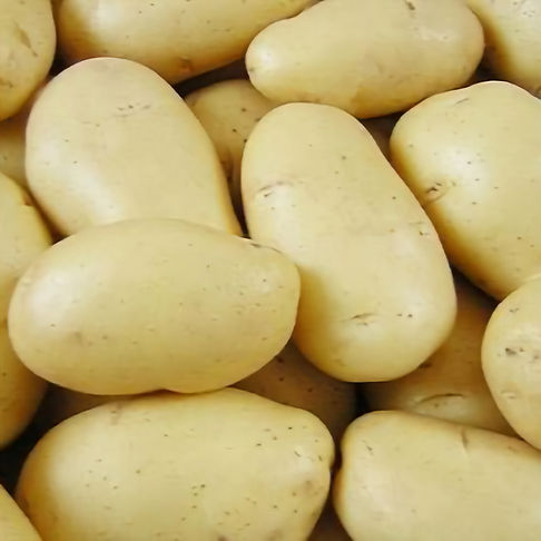 egypt-imported-131-thousand-tons-of-potato-seed-and-25-thousand-tons-of-of-frozen-french-f