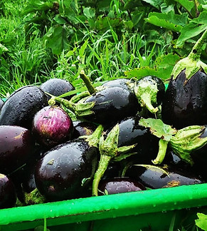 thriving foods eggplants with rain.jpeg