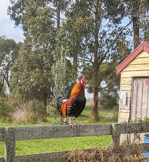 thriving foods rooster.jpeg