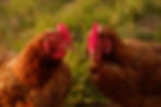 Chook conference