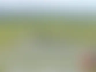 몰몬교 투자회사, 두 번째 키위 과수원 매입