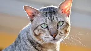 반려동물 보험, 정말 필요할까?