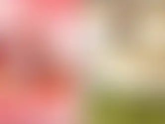 저지방 요거트 아이스크림, NZ 최고 아이스크림 영예