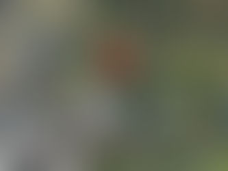 오클랜드 도메인, 한 '남자의 음란행위'…경찰 골머리