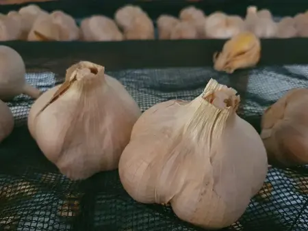 뉴질랜드 마늘은 왜 그렇게 비싼가?