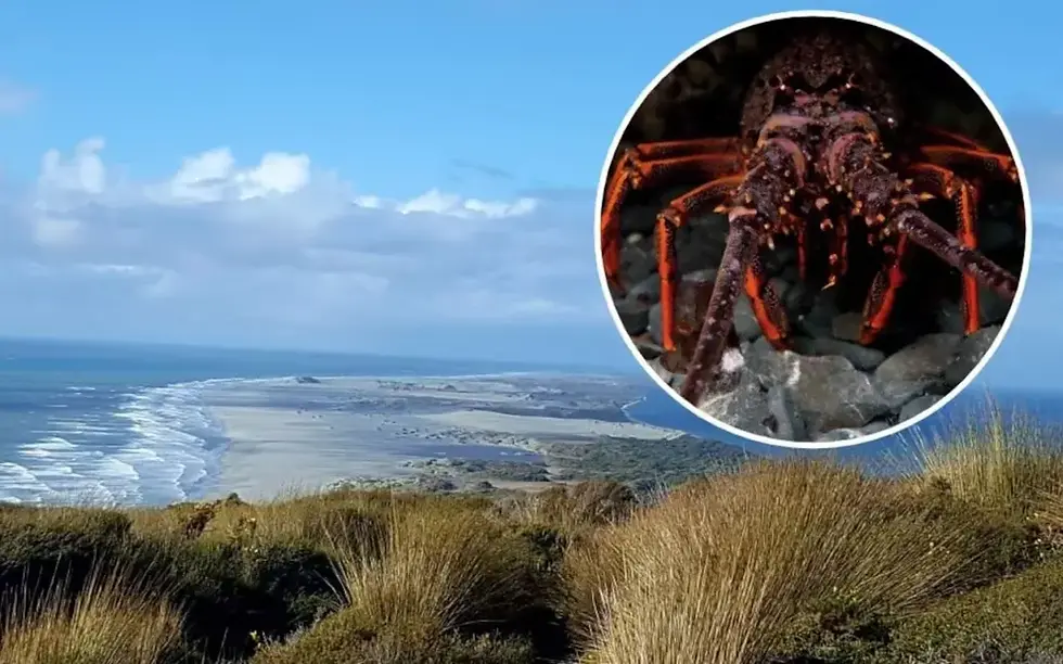 SNS에 올린 크레이피시 판매 글로 덜미