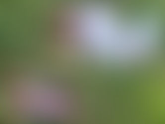 “경고 무시하다 결국 기소”… ‘낭스’ 판매로 법정행