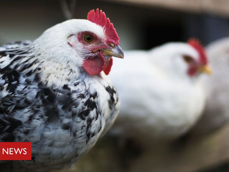 러시아, 가금류에서 사람으로 전파된...조류독감 H5N8 변종 발견