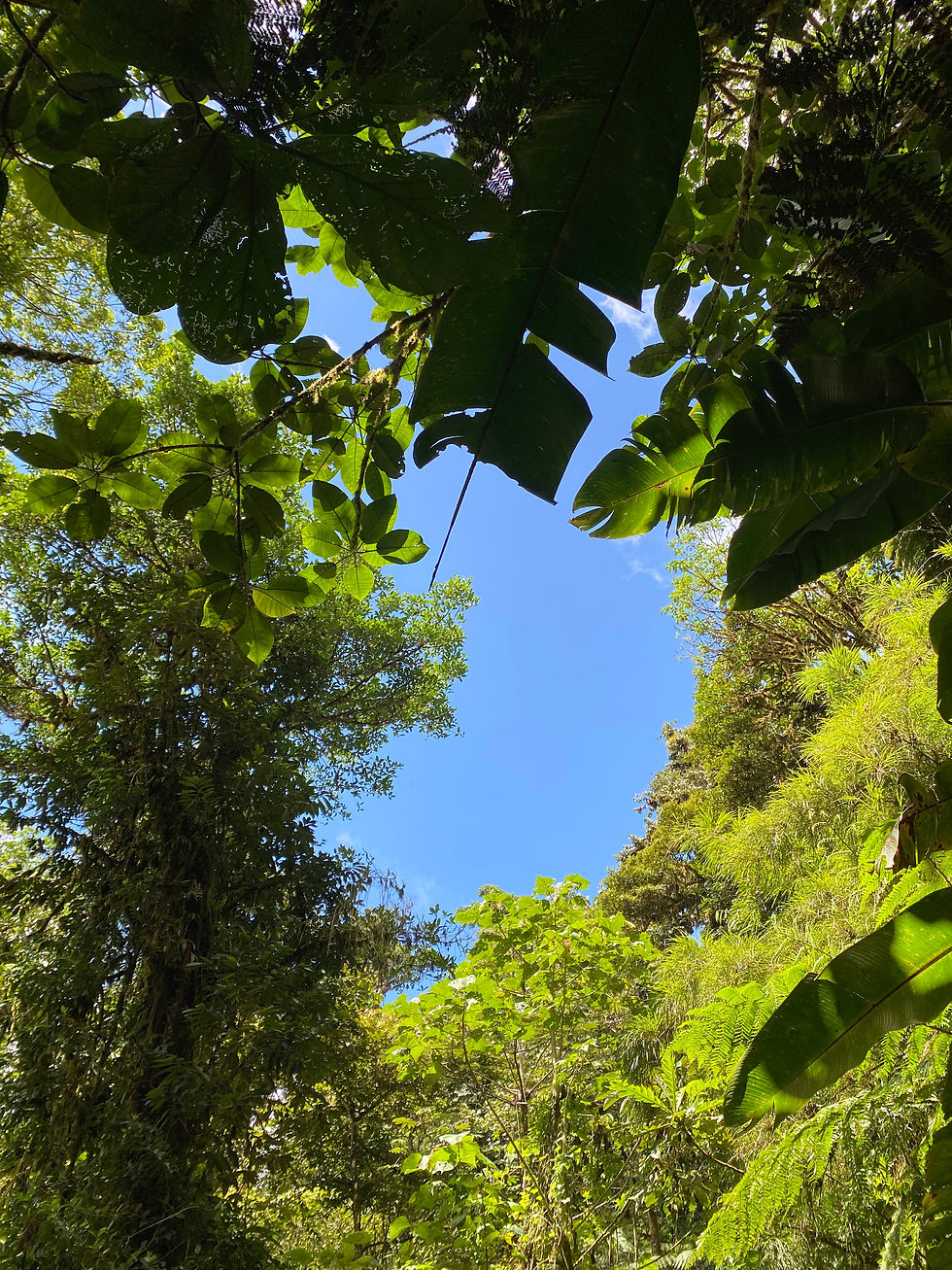 Miniatura: Sky Tram-Trek Monteverde