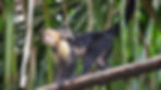 Thumbnail: Caribbean jungle! Tortuguero Canals 3 days/2 nights