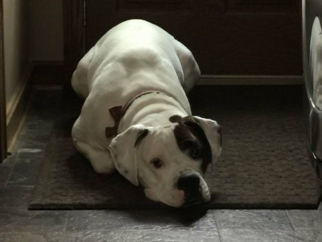 Pets and Protection: The Right Insurance for Animal Owners