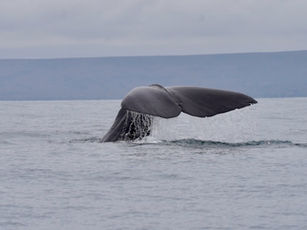 Chile – Heading North – Wine/Workshop/Homestay/Wales & Desert