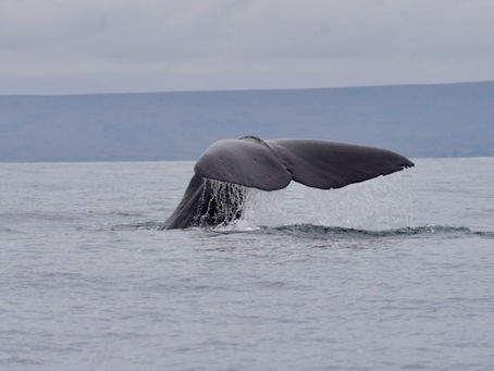 Chile – Heading North – Wine/Workshop/Homestay/Wales & Desert