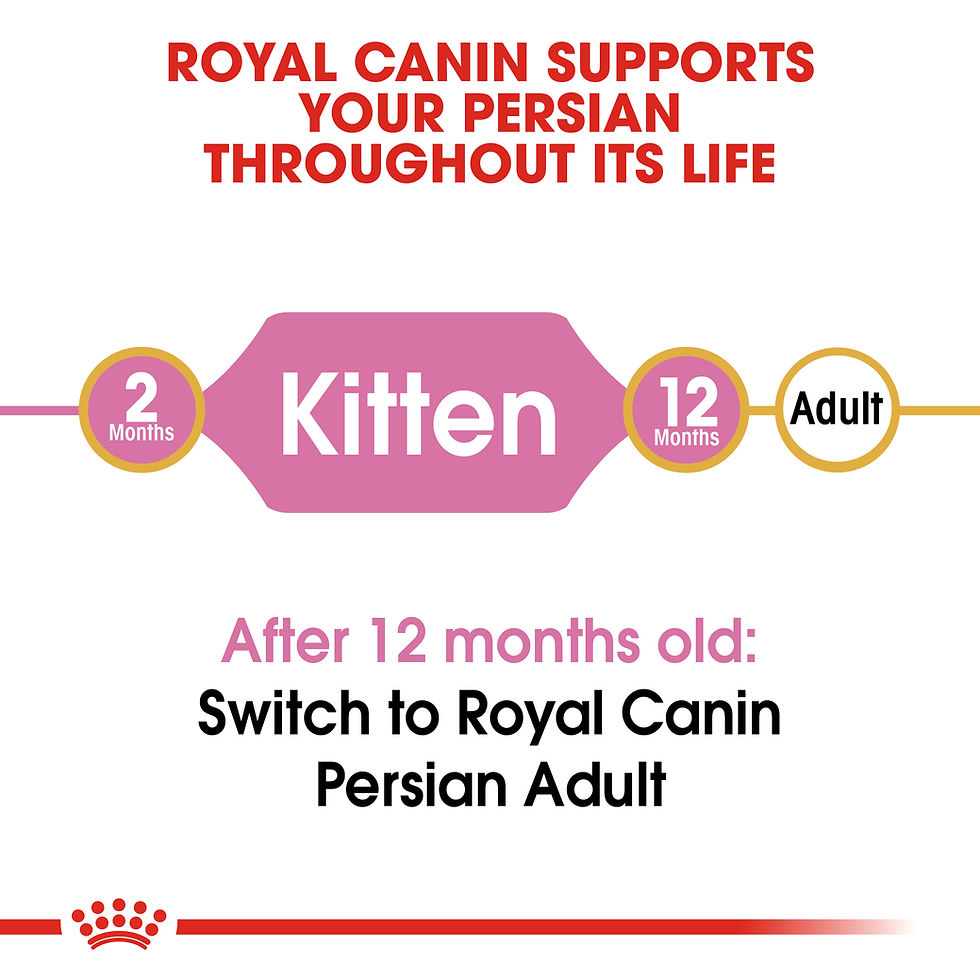 Miniature : Royal Canin Persan Junior 10 kg