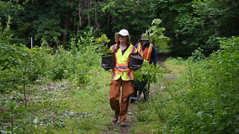Ecological makeover at Leeds Pond Preserve restores native species, pulls invasive plants