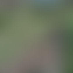  Kai Ora Fund Supports the Raumanga Community Garden in 2023