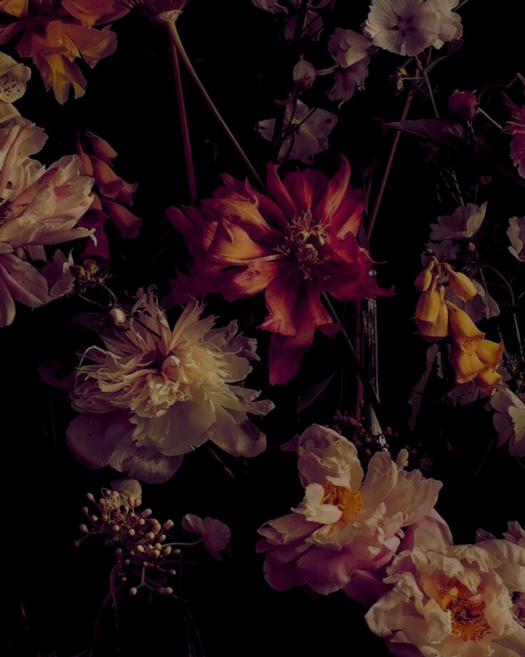 Webinar Bundle - alle 6 Portraits