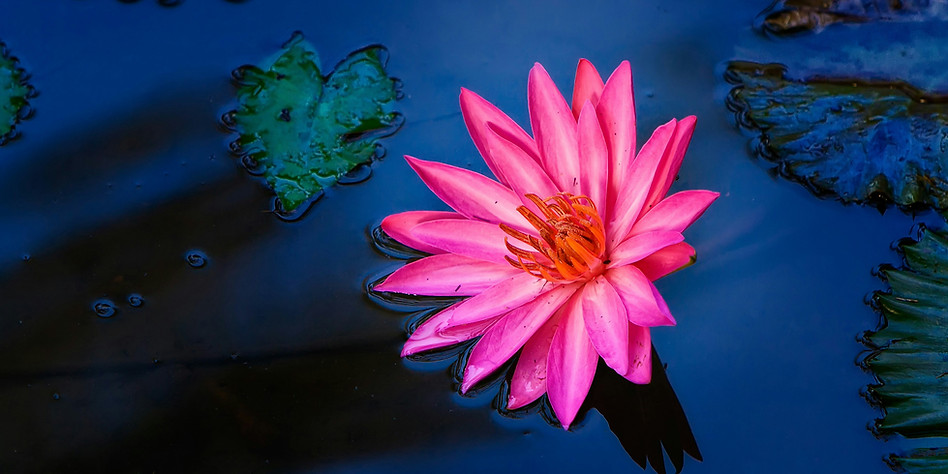 Lotus bright.jpg