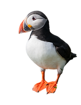 Transparent puffin(1).png