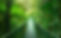 hanging bridge cr.jpeg