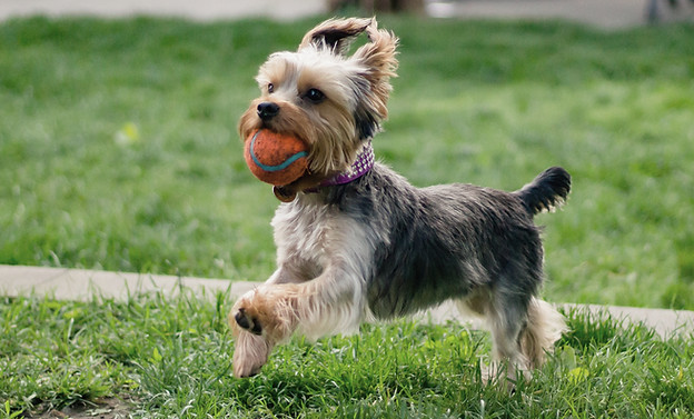 Playful Dog_edited.jpg