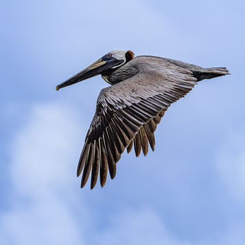 BWL 1299 Brown Pelican, Dominican Republic