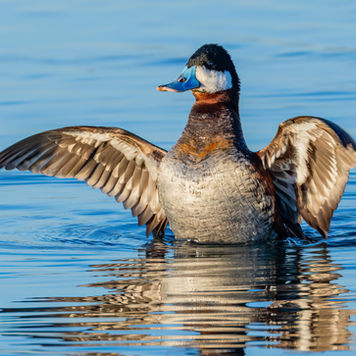 BWL 1304 Ruddy Duck, Sault St. Marie