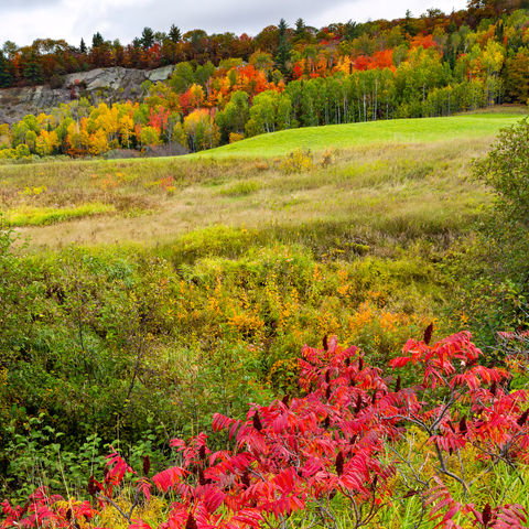 FALL 1010 Autumn Sumac