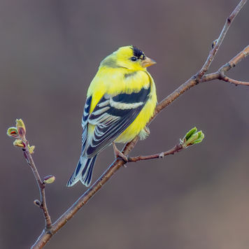 BWL 1284 Spring American Goldfinch