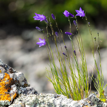 SPS 1004 Living Rocks