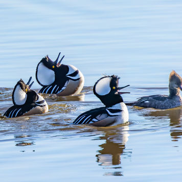 BWL 1003 Male Hooded Mergansers Courting Female