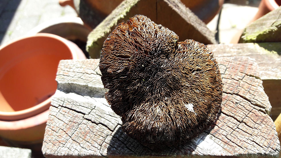 A fallen grey fire bracket. fungus after a storm, Durham, 2015