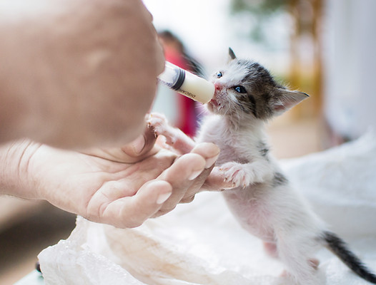 Feeding Newborn Kitten