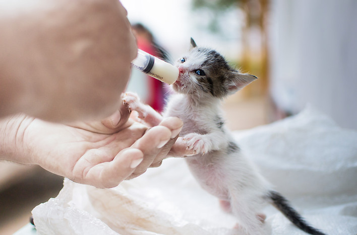 Feeding Newborn Kitten