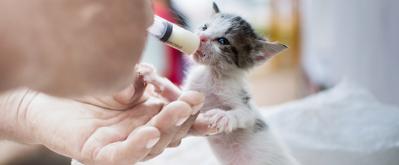 Feeding Newborn Kitten