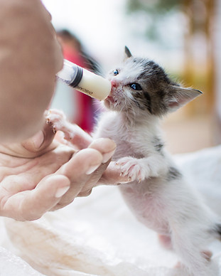 Feeding Newborn Kitten