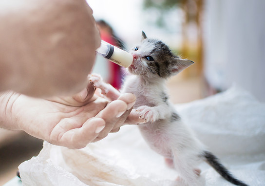 Feeding Newborn Kitten