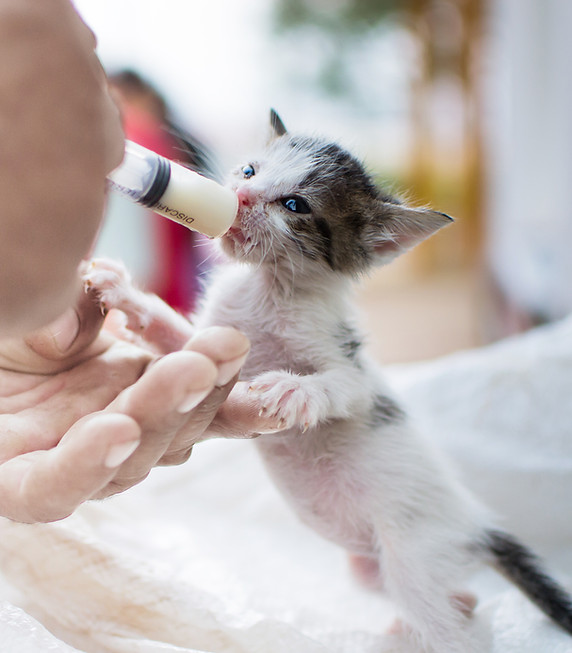 Kitten Being Fed