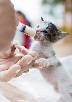 Feeding Newborn Kitten