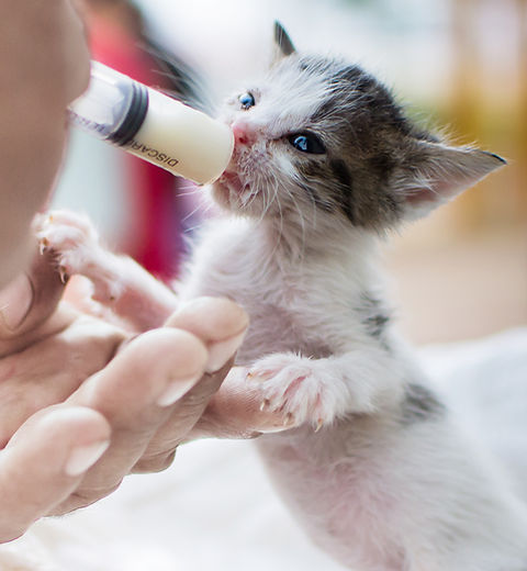 Feeding Newborn Kitten