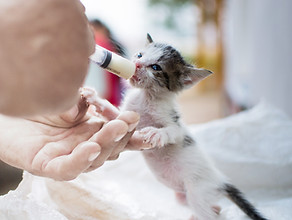 新生児子猫を食��べさせます