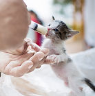 Feeding Newborn Kitten