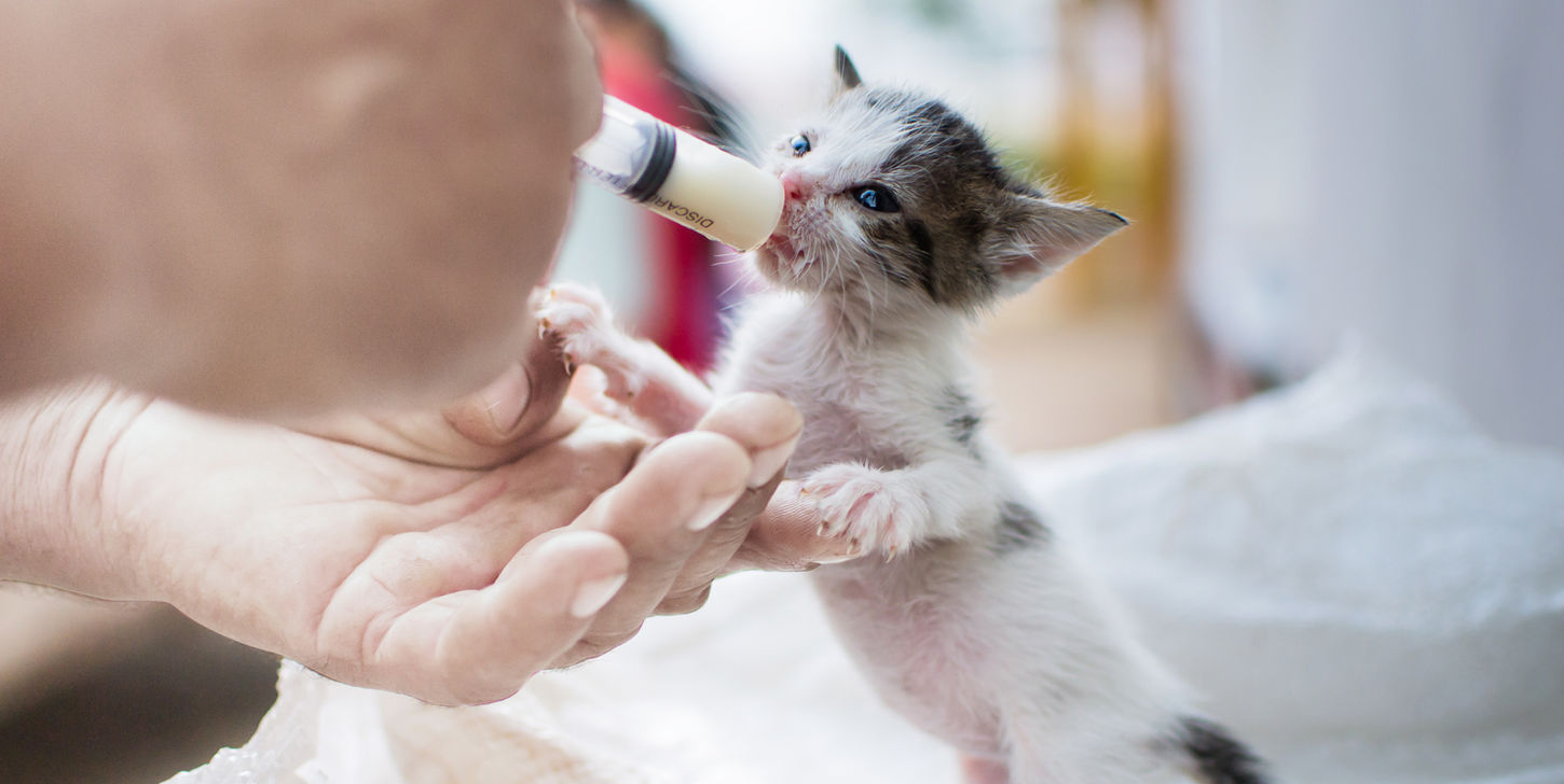 新生児子猫を食べさせます
