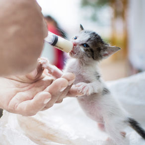 Quero criar um gato, e agora?