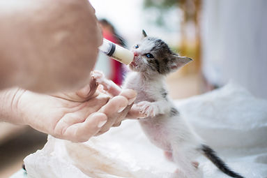 新生児子猫を食べさせます