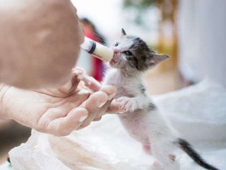 Jetzt mehr Tierschutz! - Welttierschutztag am 4. Oktober